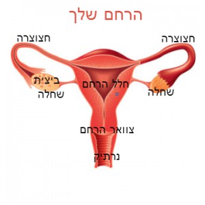 ביוץ סימנים