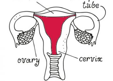 איך לשפר את רירית הרחם שלך ?