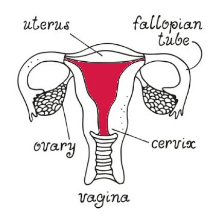 איך לשפר את רירית הרחם שלך ?